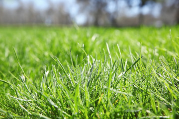 Fresh green grass outdoors