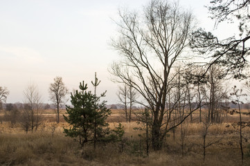 Plakat Naked trees and dry grass in the autumn evening meadow