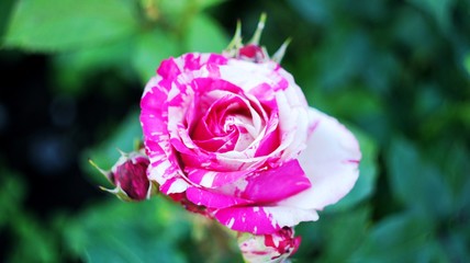 Roses of different colors and varieties, growing in the flowerbed of the city park. These flowers are filled with divine fragrance and magical shades of red, white, yellow, purple and variegated color