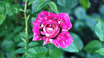 Roses of different colors and varieties, growing in the flowerbed of the city park. These flowers are filled with divine fragrance and magical shades of red, white, yellow, purple and variegated color