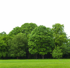 Fototapeta na wymiar isolated trees, colorable white sky and green british grass in the foreground