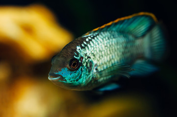 Fototapeta premium Nannacara. Blue fish in the background of a decorative ship. Ceramics. Yellow.
