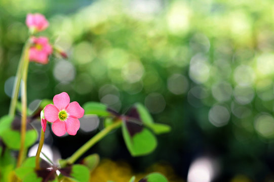 Pink flower of good luck plant on blurred background