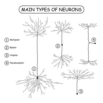 Four main types of neurons isolated on white. Realistic neuron silhouette vector illustration. Brain neural cells set. Medical or science design elements.