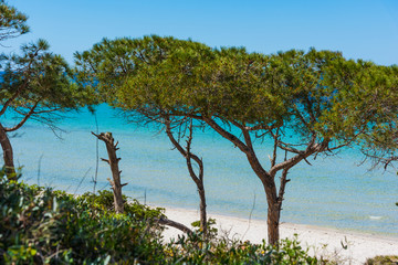 Clear water and pine trees in Alghero shore