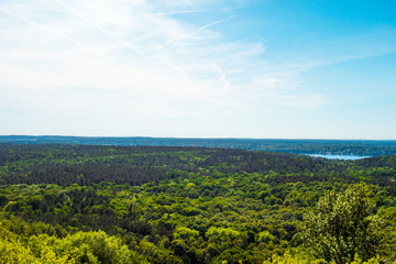 beautiful forest overview