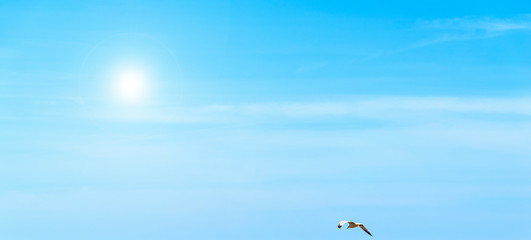 Seagull flying under a shining sun