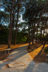 Pine trees and walk path at sunset