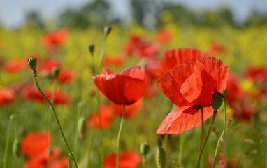 Obraz premium Wild red poppies growing in a field of rapeseed in May in Friuli Venezia Giulia, north east Italy 