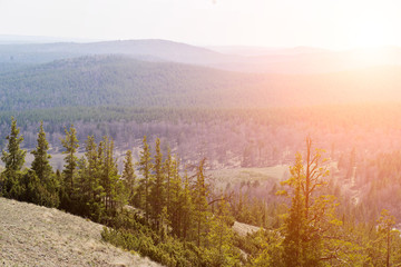 beautiful wild nature reserve, pine forests, high mountains, landscape, summer