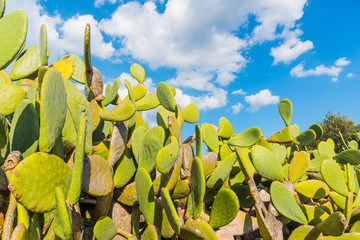 Cactus under a cloudy sky in springtime