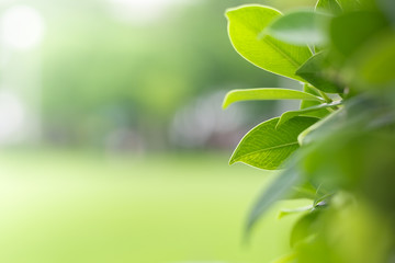 Green leafs on the right of frame under sunlight, green nature with copy space using as natural background or wallpaper.
