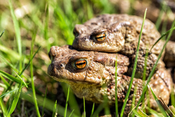 European grass frog copulation close-up