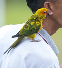 Naklejka premium Beautiful Parrot, sun Conure , yellow parrot 