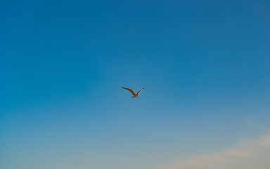 Fototapeta premium Seagull Bird Flying in the Sky