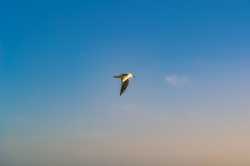 Seagull Bird Flying in the Sky