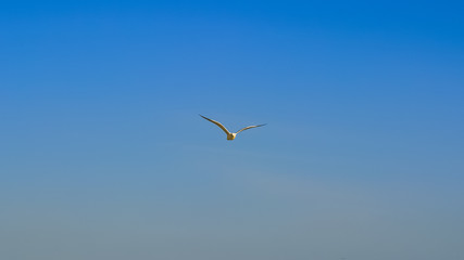 Fototapeta na wymiar Seagull Bird Flying in the Sky