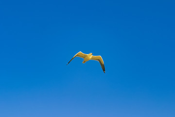 Fototapeta na wymiar Seagull Bird Flying in the Sky