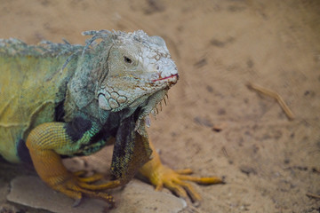 Iguana on the branch