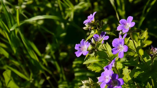 Wild Cranesbill. Geranium pratense close up footage shooting static camera.