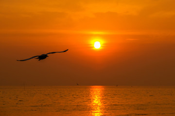 Fototapeta na wymiar beautiful seagull and sea with sunset.