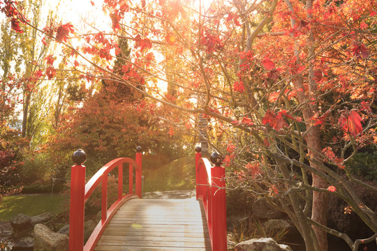 Red bridge with sunset colours in the Japanese gardens at the Royal Botanical Gardens, Hobart, Tasmania high key look