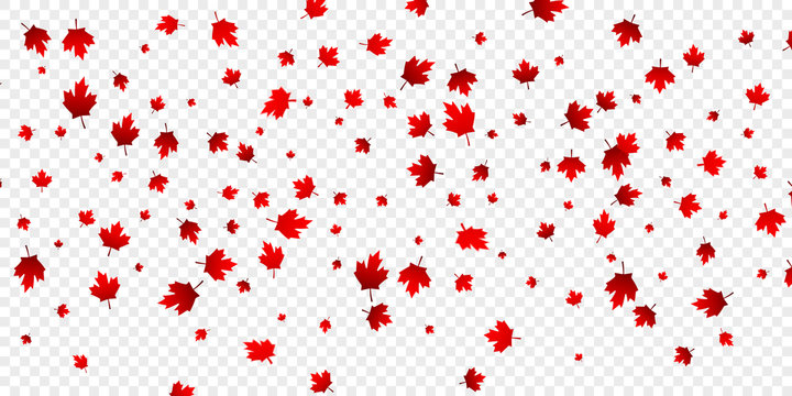 Canada Day maple leaves background. Falling red leaves for Canada Day 1st July