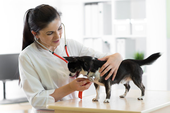 Cheerful young female veterinarian doctor using stethoscope listening to  the heartbeat of a terrier canine dog at the vet clinic Stock Photo | Adobe  Stock