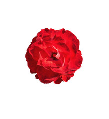 red rose flower white isolated with clipping path