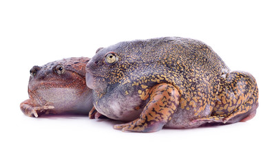 bullfrog on white background