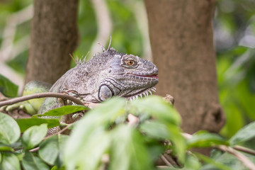 Green Iguana