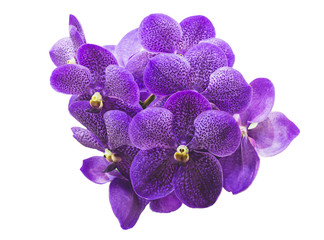 Fototapeta na wymiar purple orchid in white isolated with clipping path