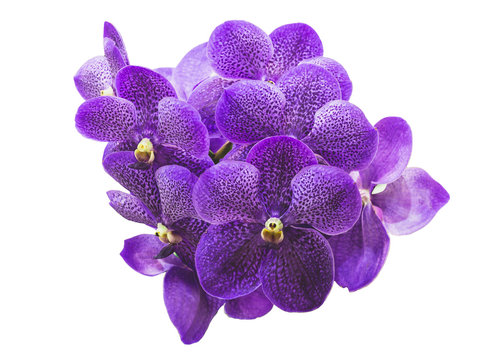 Fototapeta purple orchid in white isolated with clipping path