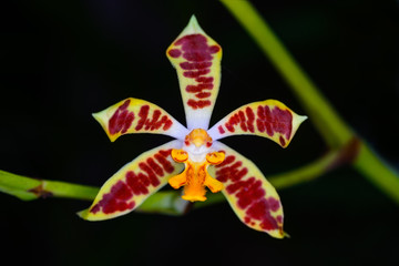 Staurochilus dawsonianus (Rchb.f.) Schltr.
