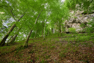 Forest in the mountains