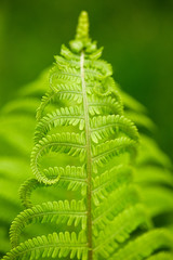 Fern outdoor in closeup