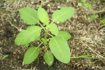 Holy Basil