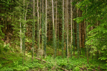 Trees covered in vines