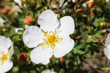 White flower with yellow blossom and blured background