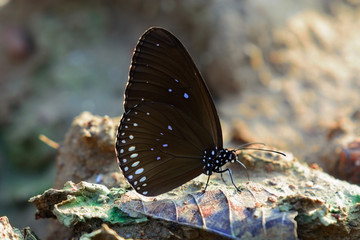 Close up butterflie on soil.