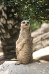 Slender-tailed Meerkat