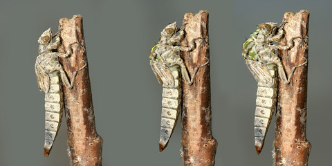 Metamorphosis of  River Clubtail dragonfly © Geza Farkas