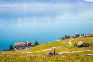Panoramic View of Vineyards of the Lavaux Region Over Lake Leman, Lake of Geneva, Switzerland