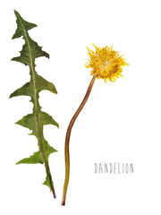 Pressed and dried dandelion flower © Mandrixta