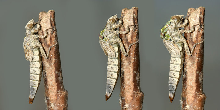 Metamorphosis of  River Clubtail dragonfly