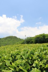 Traditional tea garden in country side of Kagoshima prefecture, Japan