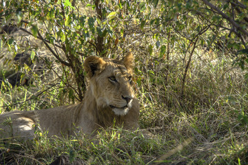  Young Male Lion at Rest