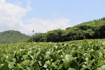 Traditional tea garden in country side of Kagoshima prefecture, Japan