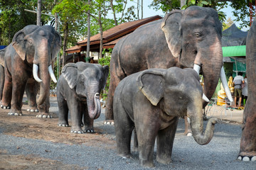 Fototapeta premium Elephant statue at Spirit house, It's a shrine to the spirit that protects the general area of an establishment, usually found in Southeast Asian countries 