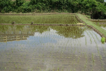 田んぼ